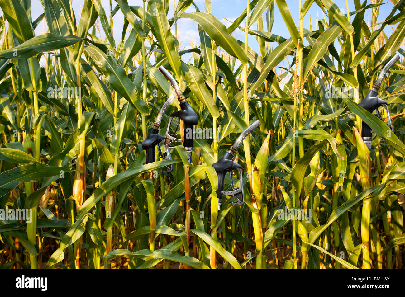 Campo di grano con benzina gli ugelli della pompa Foto Stock