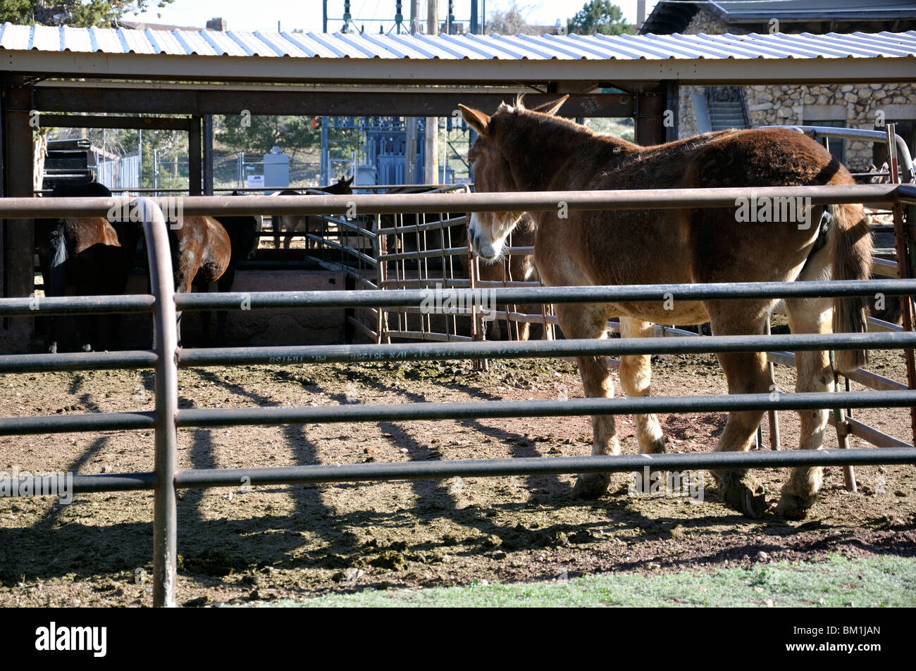 Muli, Grand Canyon, Arizona, Stati Uniti d'America Foto Stock