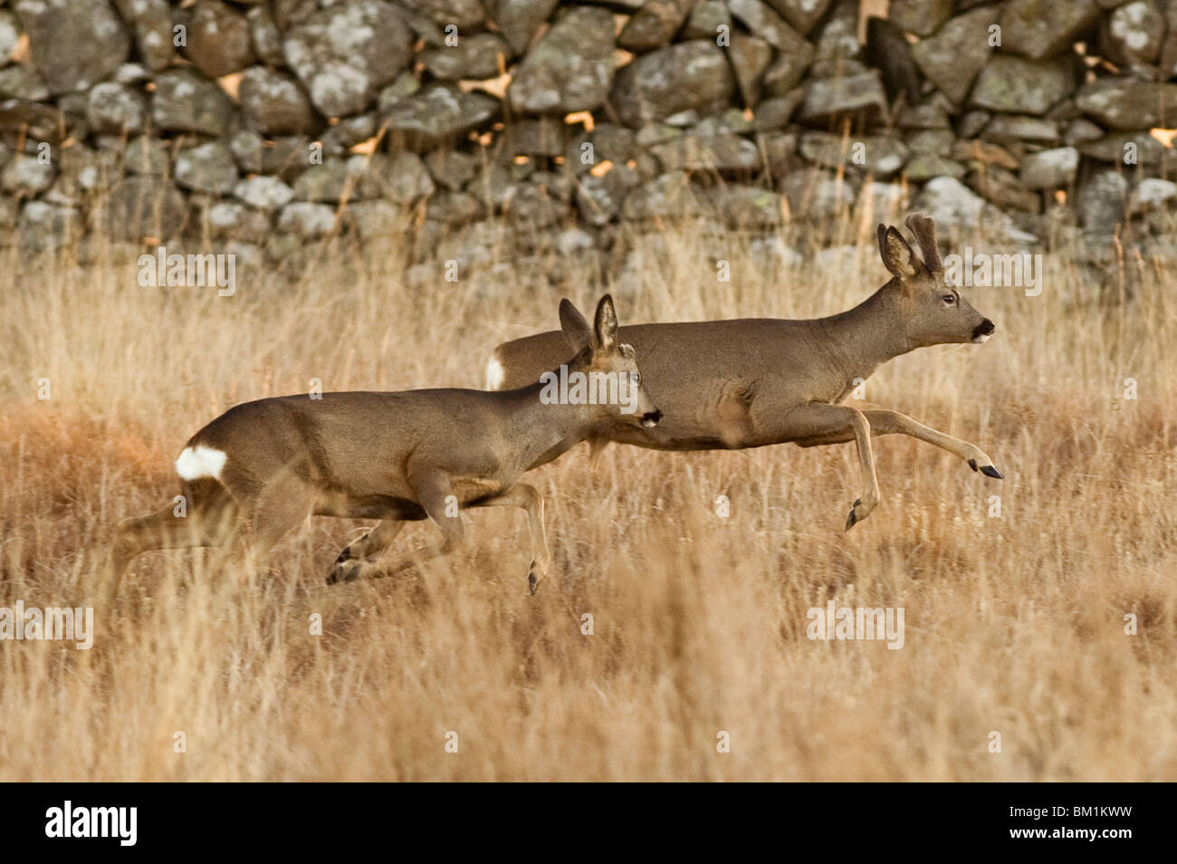 Capriolo caccia Stalking Rut palchi Velvet Scozia Dumfries & Galloway azione Buck di combattimento Foto Stock