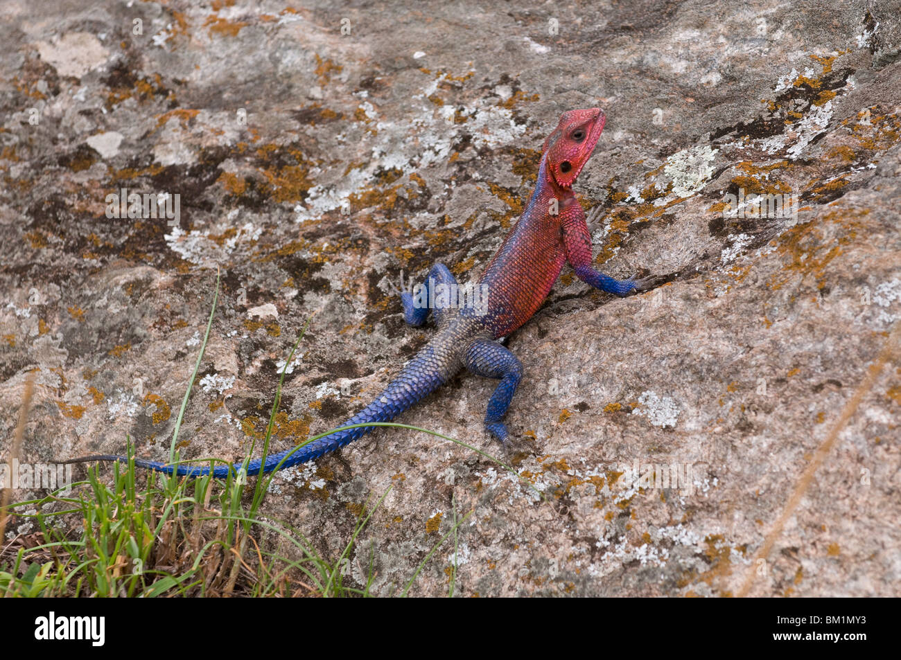 Lucertola AGAMA SA (AGAMA AGAMA SA), il Masai Mara riserva nazionale, Kenya, Africa orientale, Africa Foto Stock