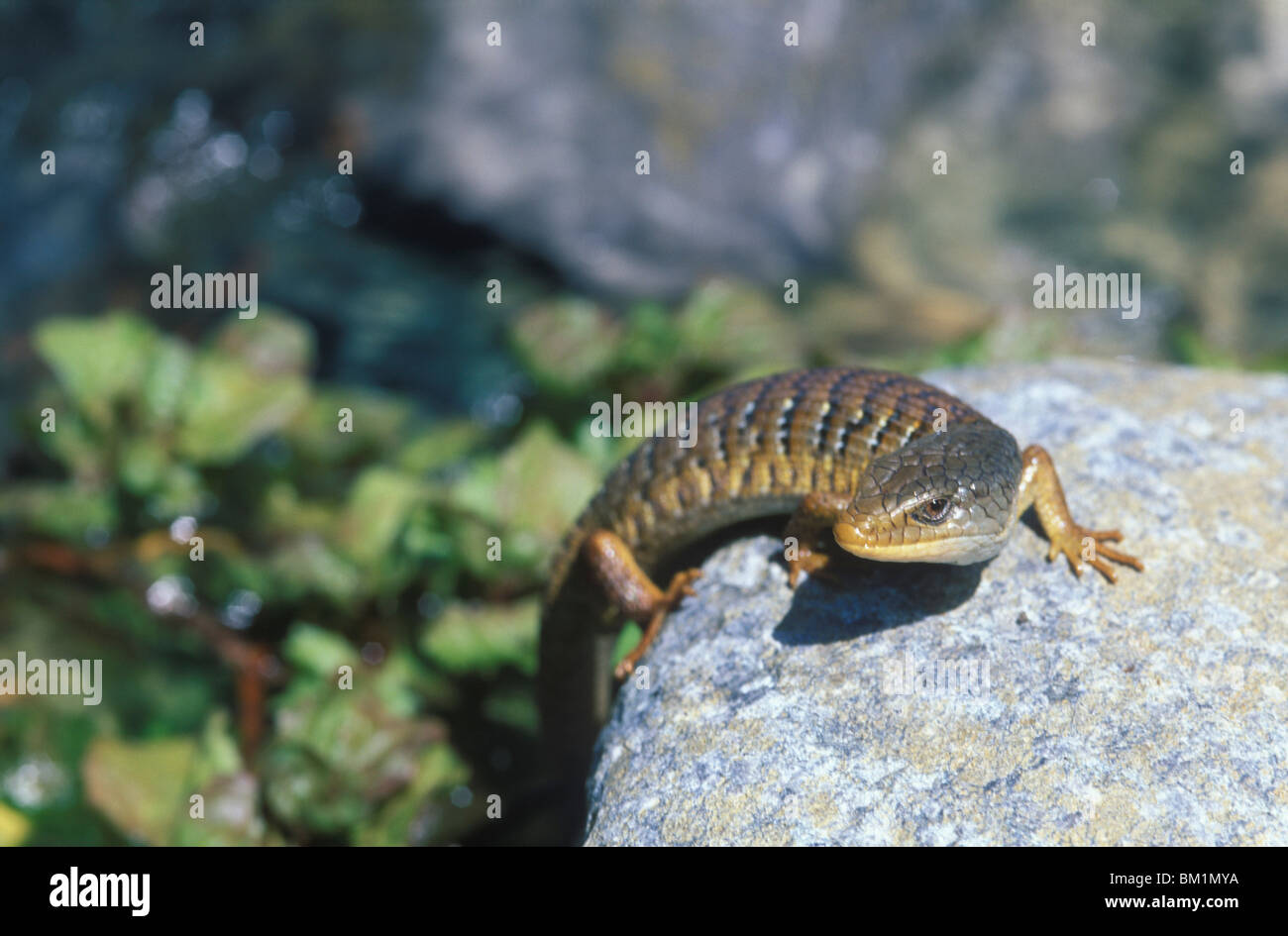 California gamma costiere newt Taricha torosa torosa su roccia un anfibio e specie tossiche USA California Foto Stock