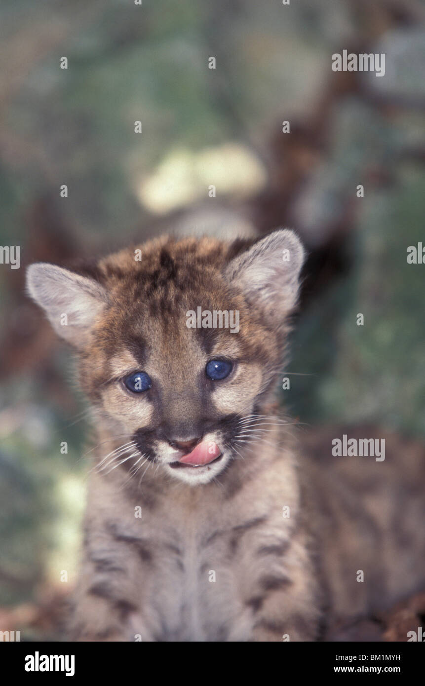 Baby in via di estinzione Florida Panther Felis concolor South Florida Foto Stock