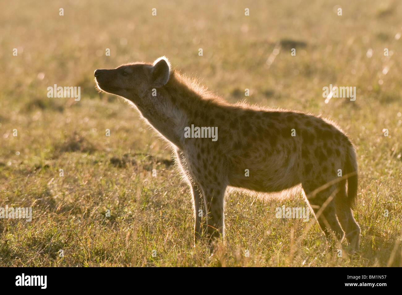 Spotted hyaena (Crocuta crocuta), il Masai Mara riserva nazionale, Kenya, Africa orientale, Africa Foto Stock