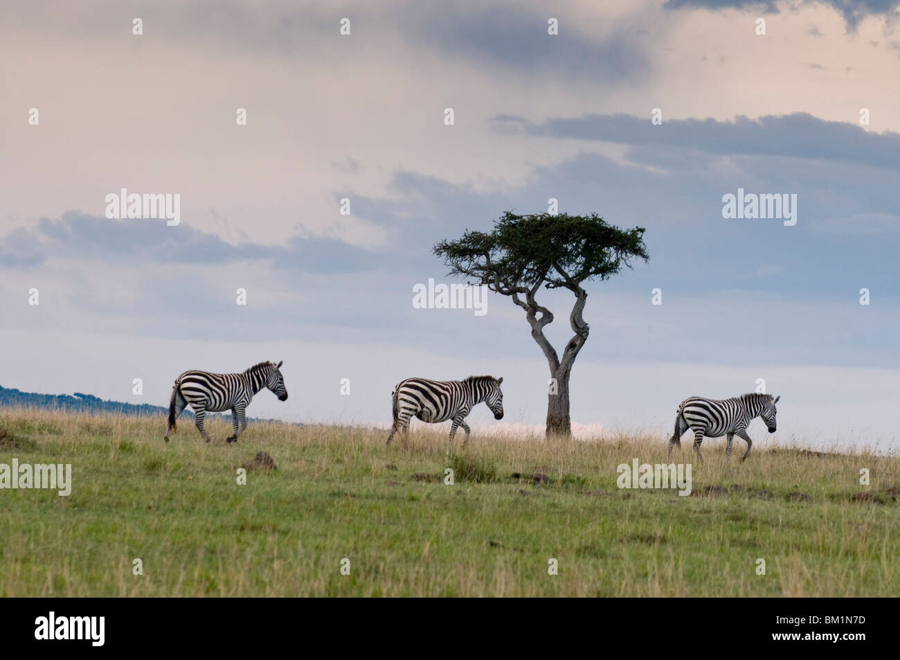 Zebra comune (Equus quagga), il Masai Mara riserva nazionale, Kenya, Africa orientale, Africa Foto Stock