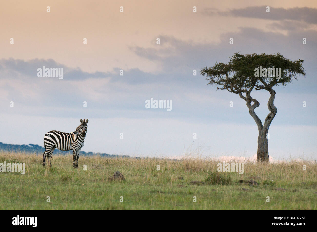 Zebra comune (Equus quagga), il Masai Mara riserva nazionale, Kenya, Africa orientale, Africa Foto Stock