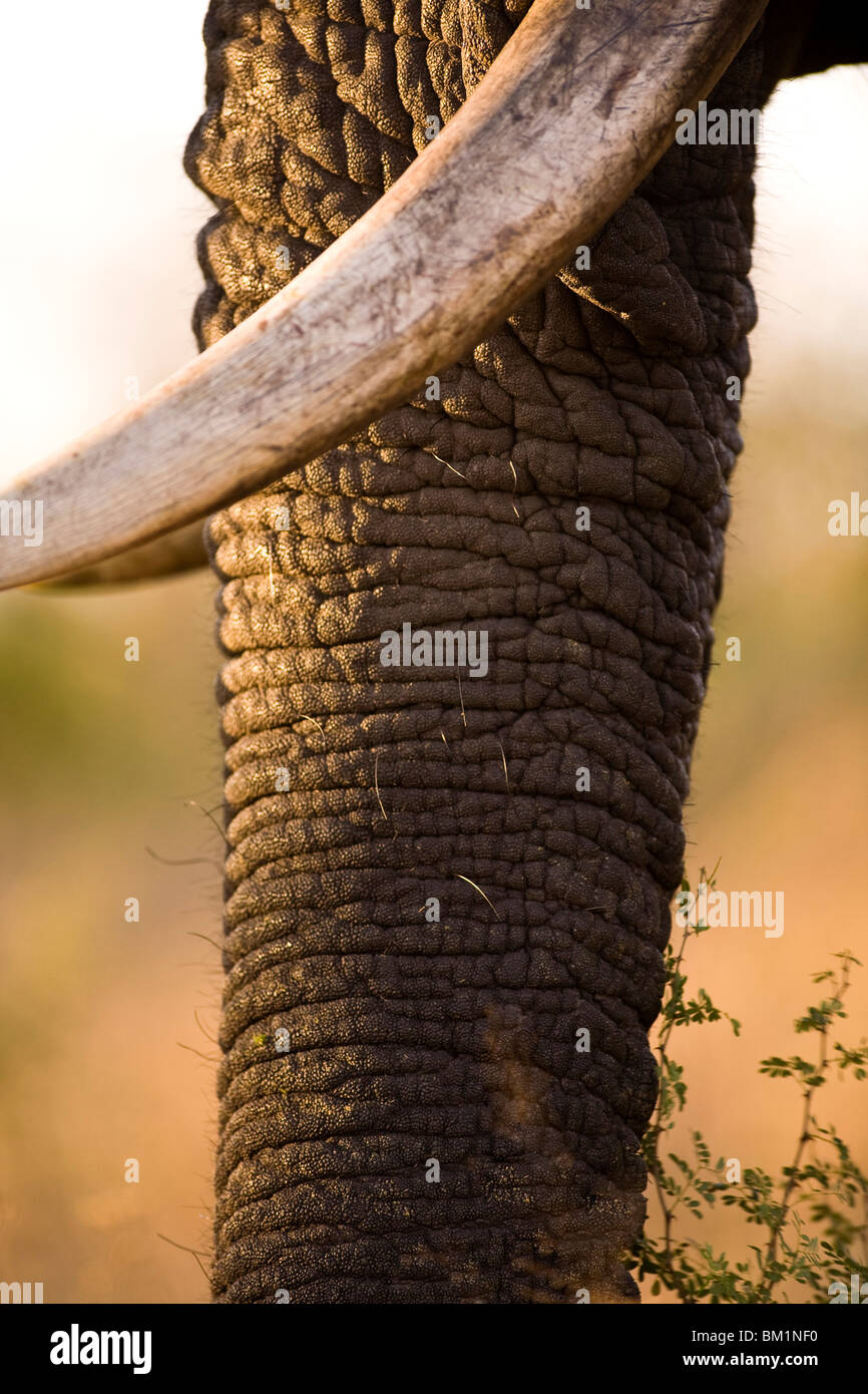 Elefante africano Loxodonta africana Arathusa Safari Lodge Sabi Sand Reserve Mpumalanga in Sudafrica Foto Stock
