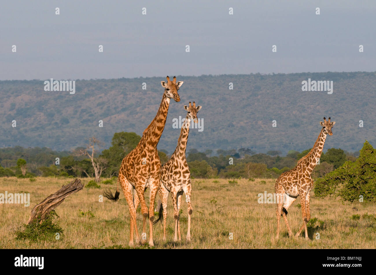 Masai giraffe (Giraffa camelopardalis), il Masai Mara riserva nazionale, Kenya, Africa orientale, Africa Foto Stock