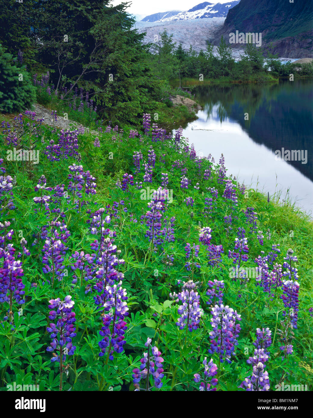 I lupini a Mendenhall Glacier Tongass National Forest Montagne Costiere vicino a Juneau Alaska Foto Stock