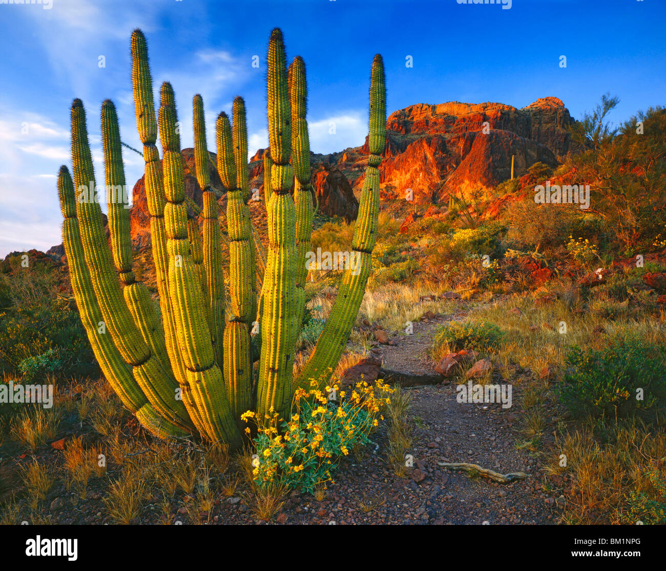 Organo a canne Cactus in un Tramonto primaverile organo a canne Cactus Monumento Nazionale Arizona Foto Stock