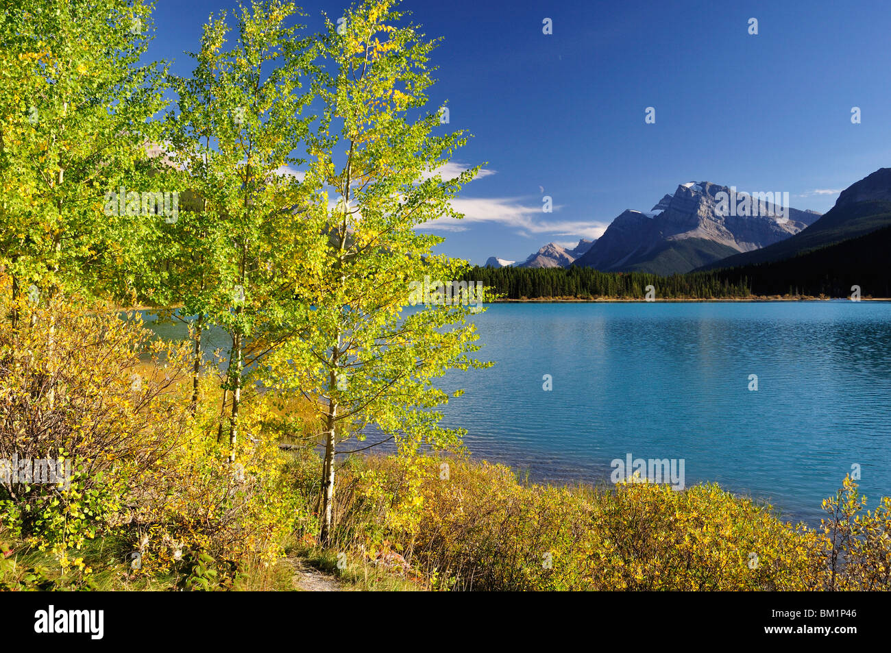 Gli uccelli acquatici Lake, il Parco Nazionale di Banff, Sito Patrimonio Mondiale dell'UNESCO, montagne rocciose, Alberta, Canada, America del Nord Foto Stock