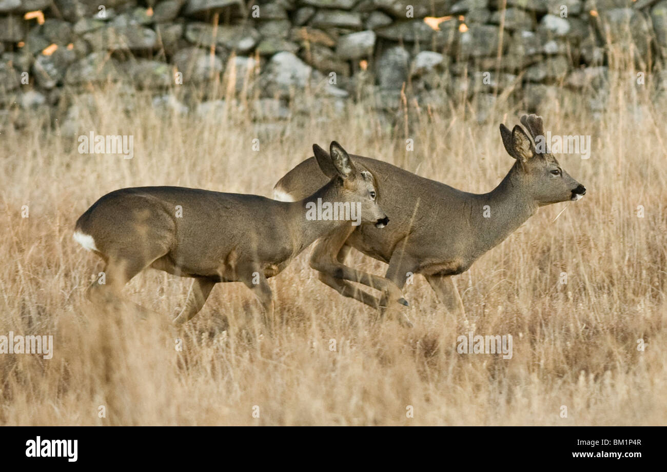Capriolo caccia Stalking Rut palchi Velvet Scozia Dumfries & Galloway azione Buck di combattimento Foto Stock