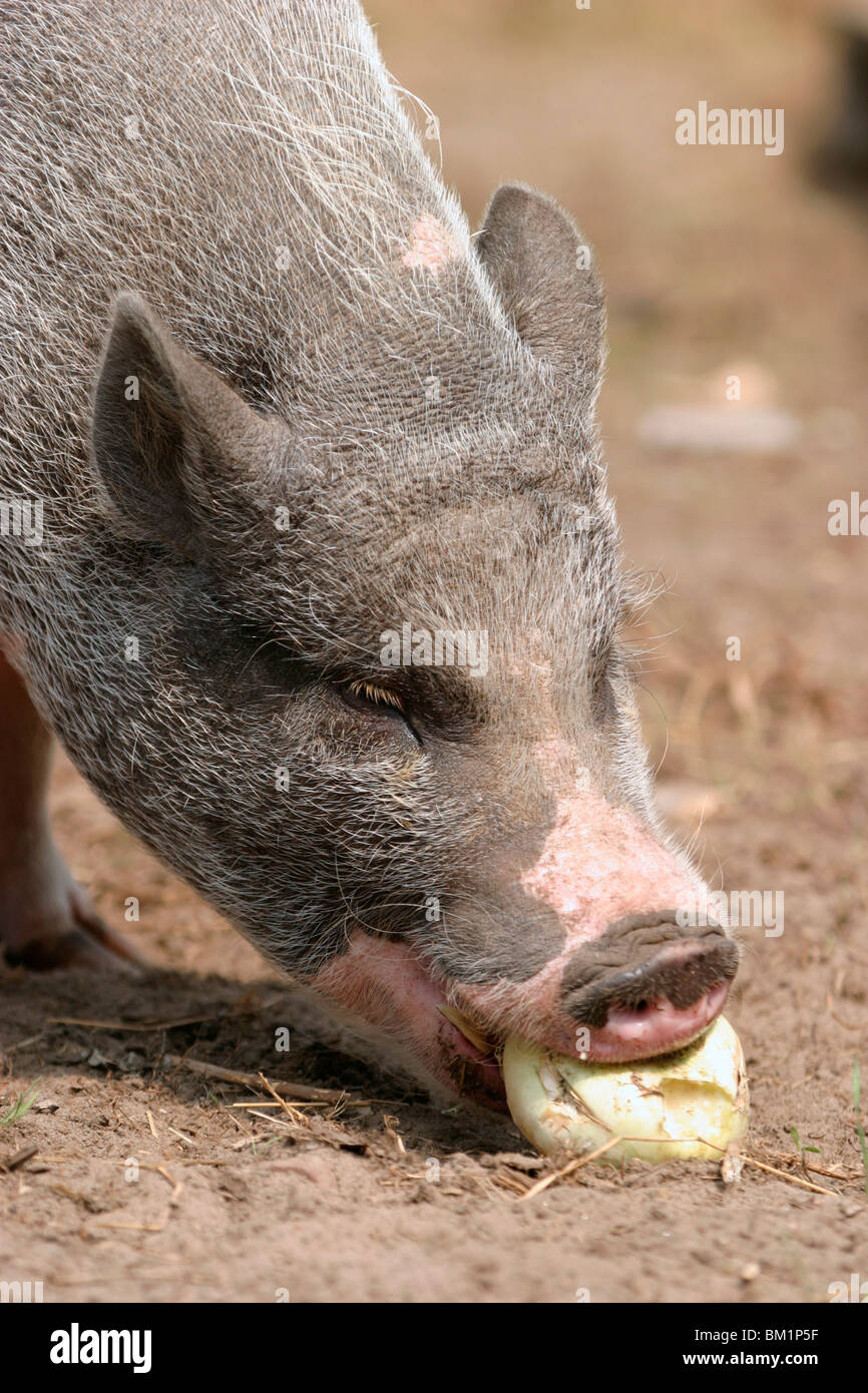 Hausschwein beim fressen / mangiare maiale Foto Stock