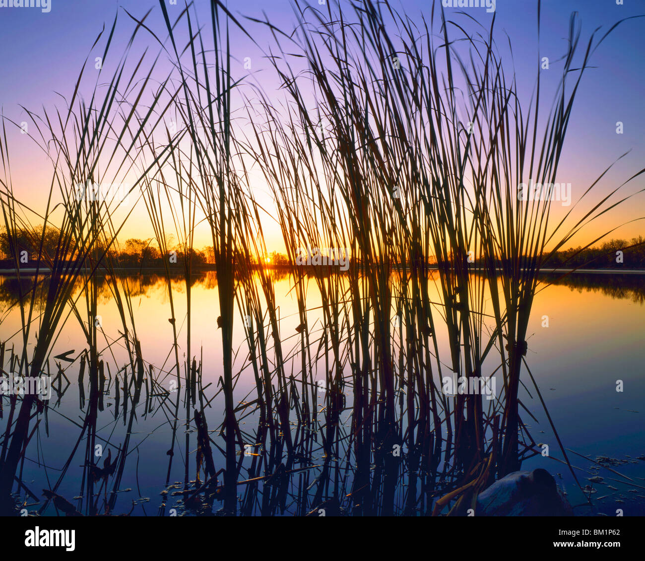 Reeds lungo il fiume Platte su un autunno Sunrise canale sabbioso membro Recreation Area vicino a Kearney Nebraska Foto Stock