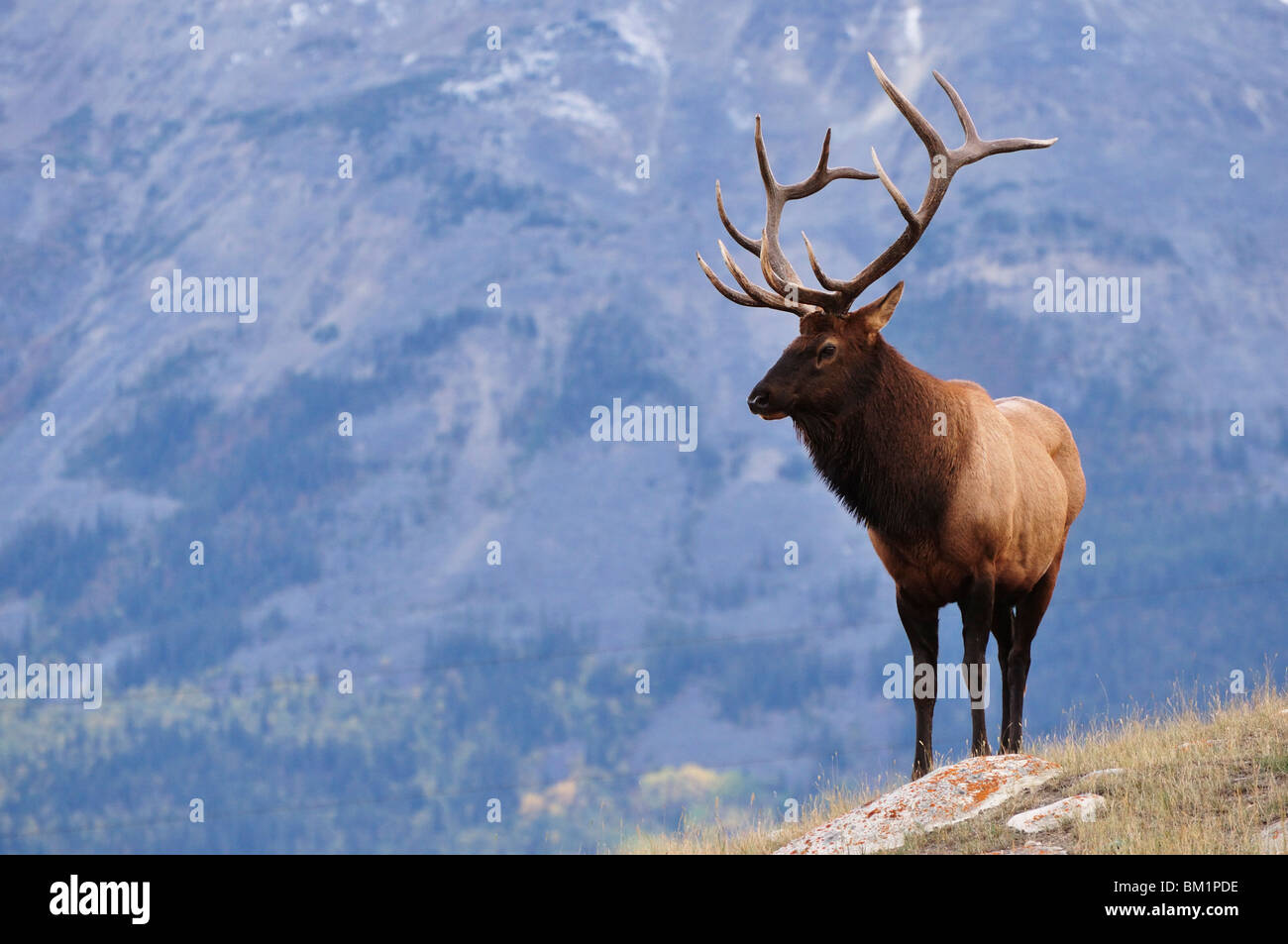Elk (wapiti), il Parco Nazionale di Jasper, Alberta, Canada, America del Nord Foto Stock