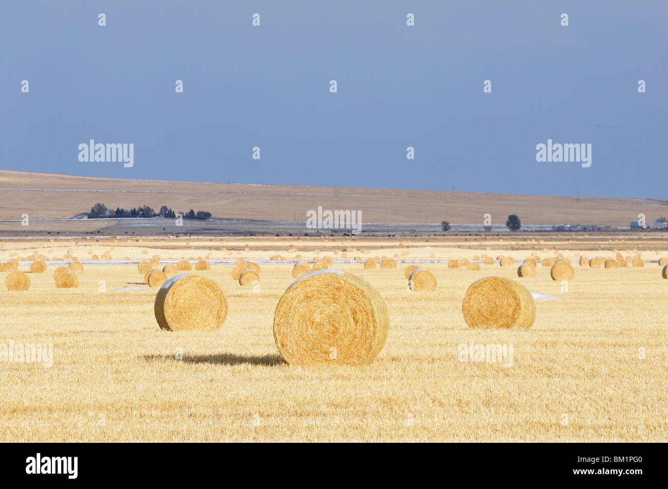 Prairie in prossimità del rullo di estrazione Creek, Alberta, Canada, America del Nord Foto Stock