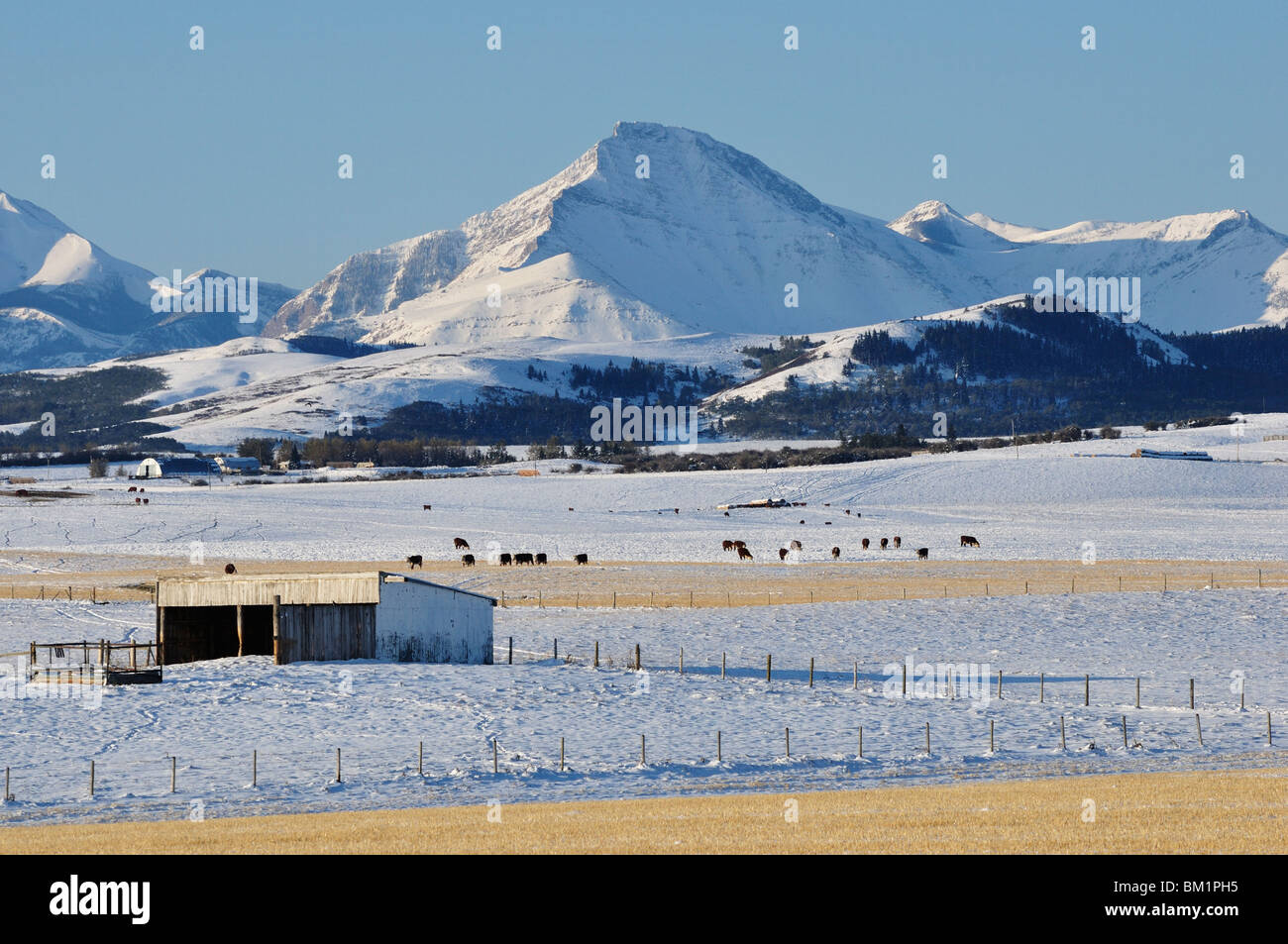 Prairie e Montagne Rocciose, in prossimità del rullo di estrazione Creek, Alberta, Canada, America del Nord Foto Stock