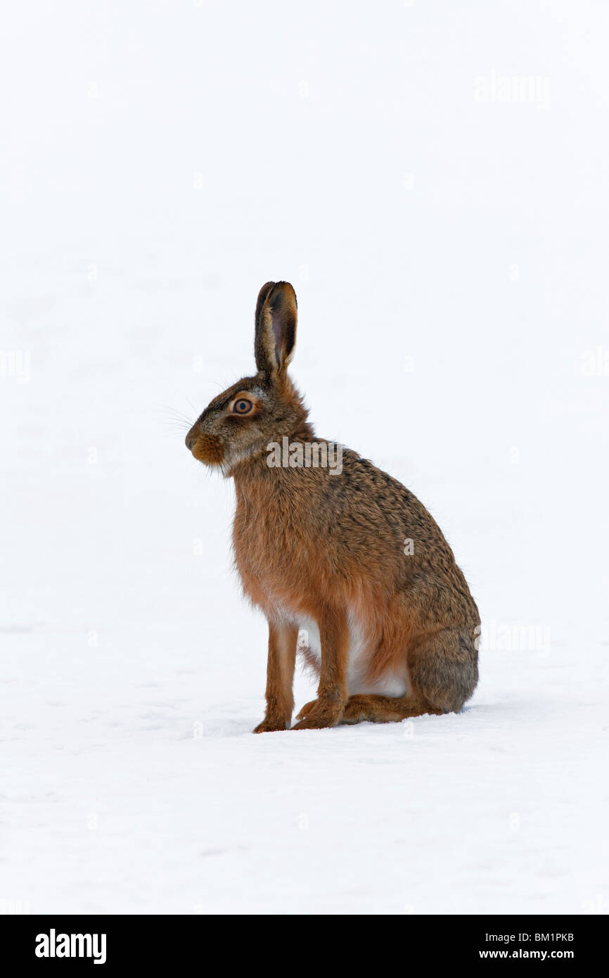 Unione Brown lepre (Lepus europaeus) seduta nella neve in inverno Foto Stock