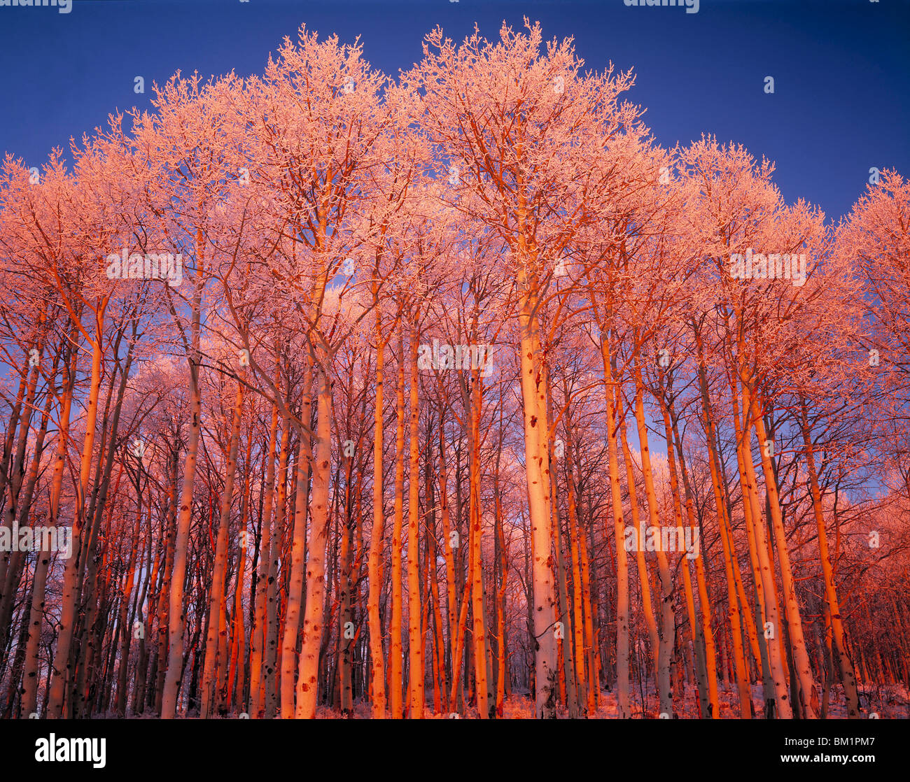 Icy Aspen alberi La Sal Mountains Utah Foto Stock