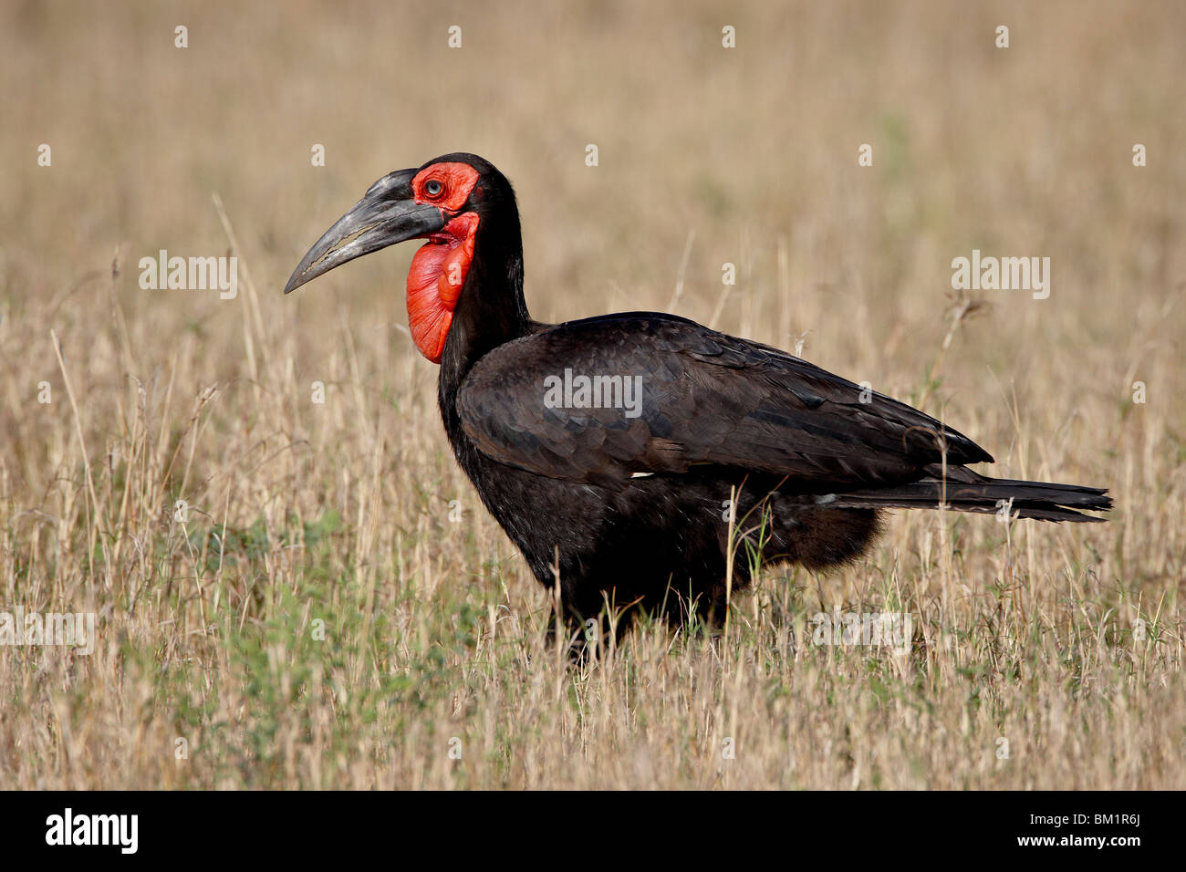 Massa meridionale-hornbill (Bucorvus leadbeateri), il Masai Mara riserva nazionale, Kenya, Africa orientale, Africa Foto Stock
