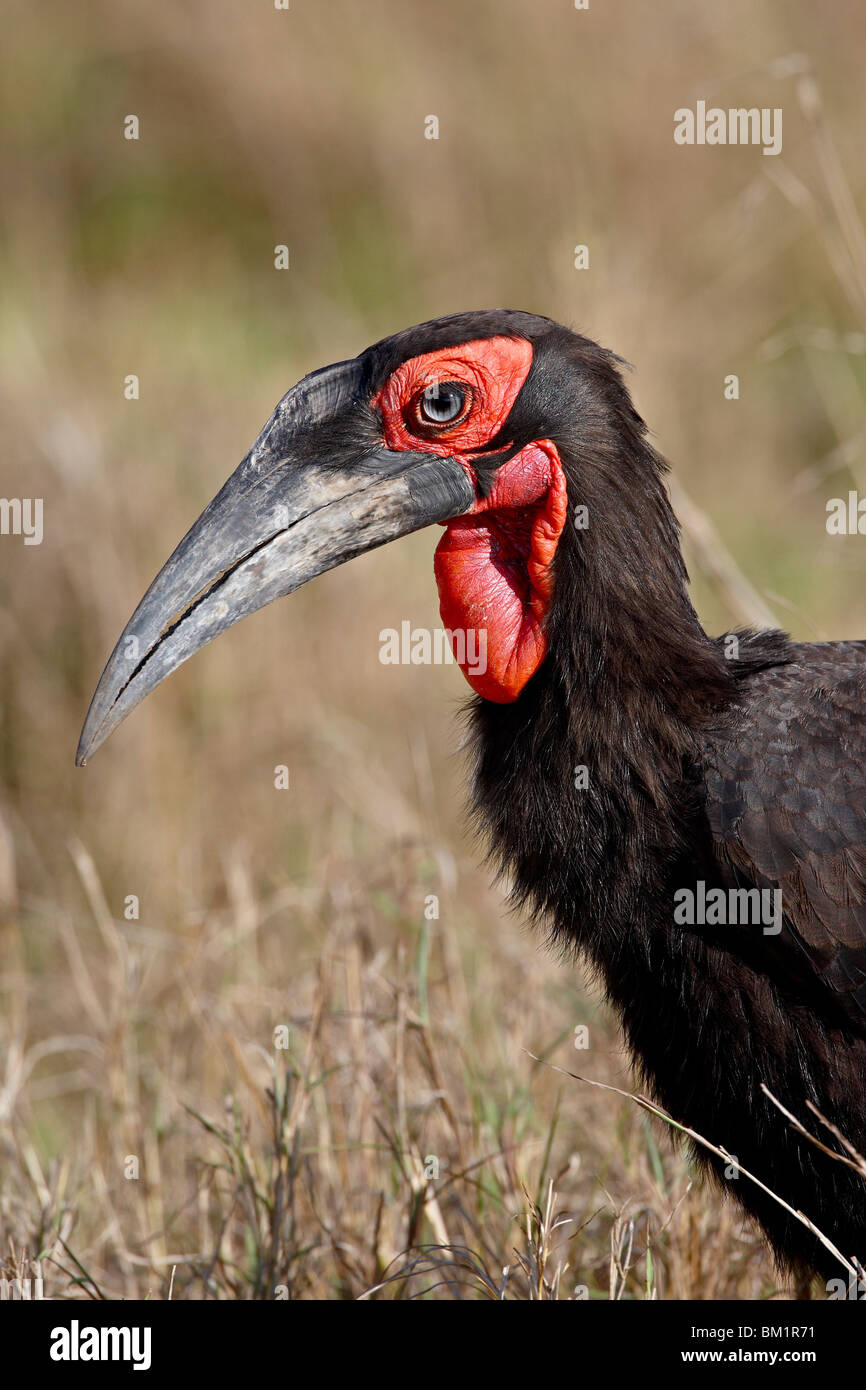 Ground-Hornbill meridionale (Bucorvus leadbeateri), il Masai Mara riserva nazionale, Kenya, Africa orientale, Africa Foto Stock