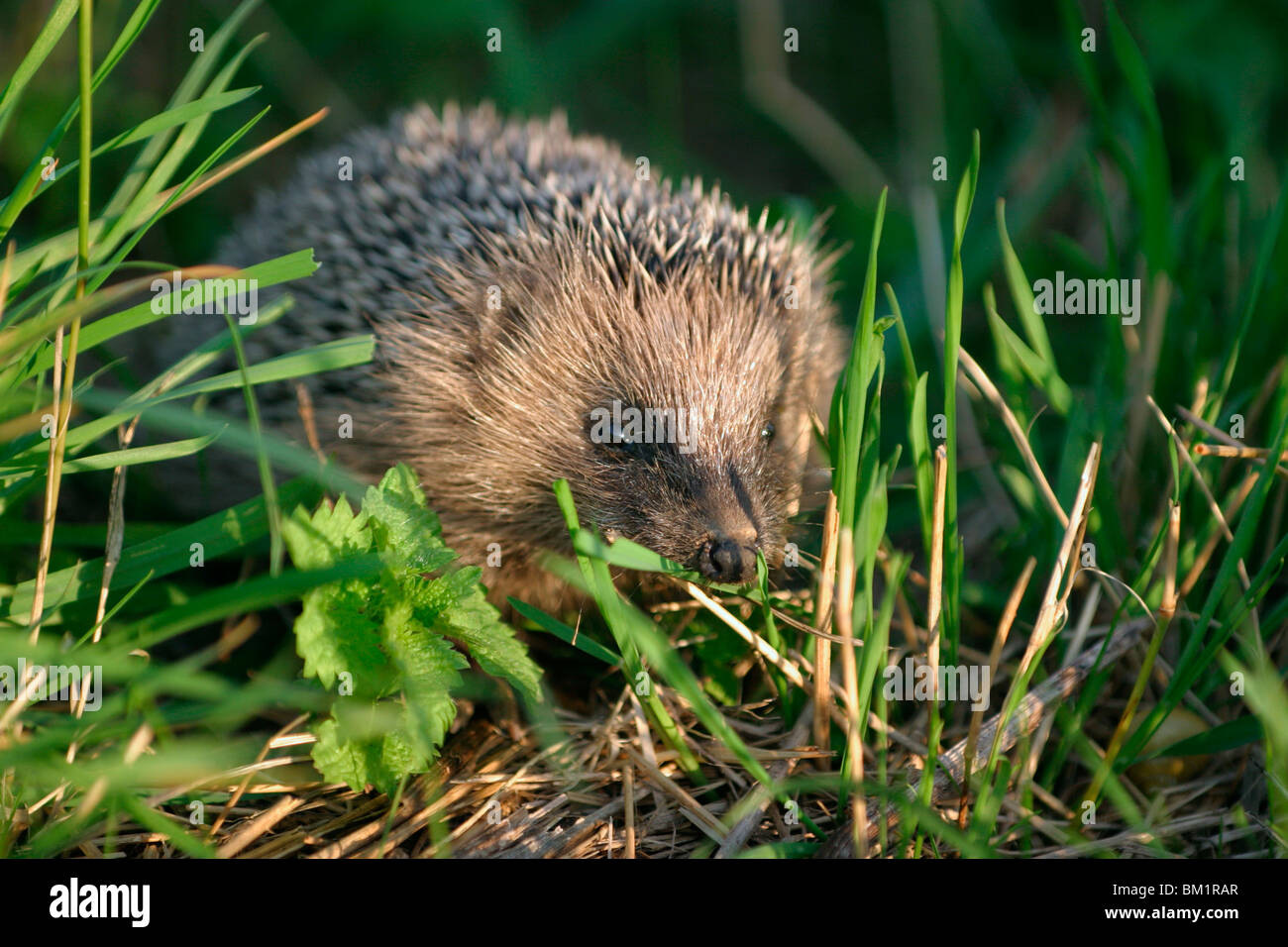 Europäischer Igel / riccio Foto Stock