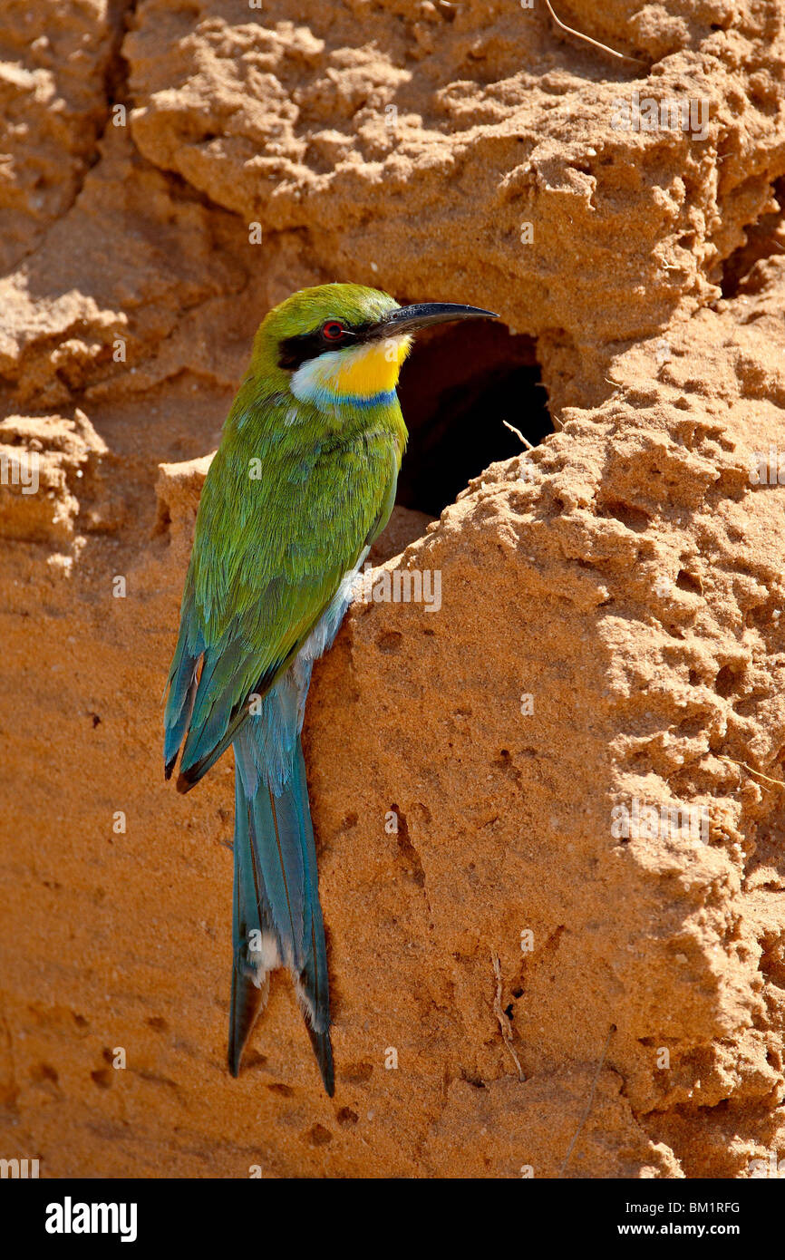 Swallow-tailed Gruccione (Merops hirundineus), Kgalagadi Parco transfrontaliero, Sud Africa Foto Stock