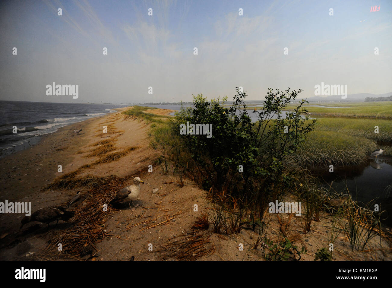 La Yale peabody museum di New Haven, Connecticut Foto Stock