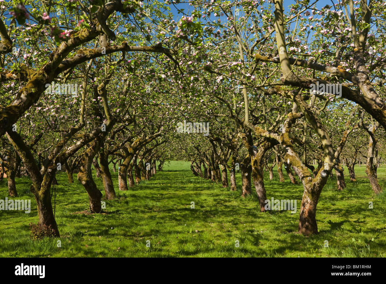 Regno Unito, Inghilterra, Herefordshire, Putley Dragon Orchard, vecchio stabilito il sidro di mele meli in fiore Foto Stock