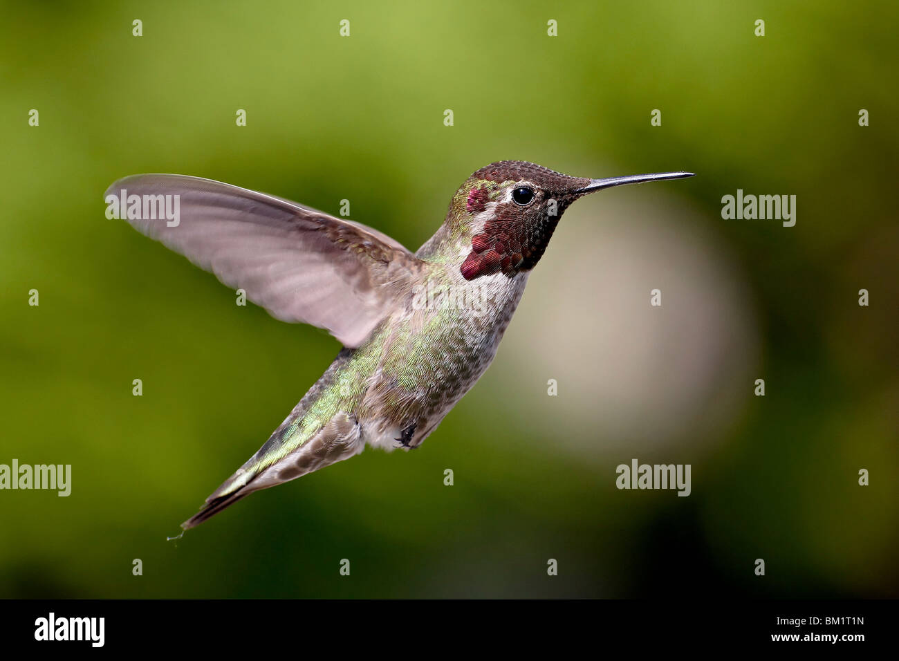 Maschio di Anna (hummingbird Calypte anna), vicino Saanich, British Columbia, Canada, America del Nord Foto Stock