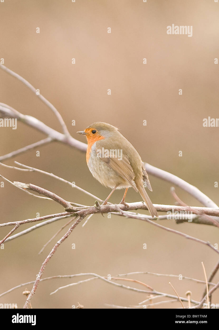 Robin Foto Stock