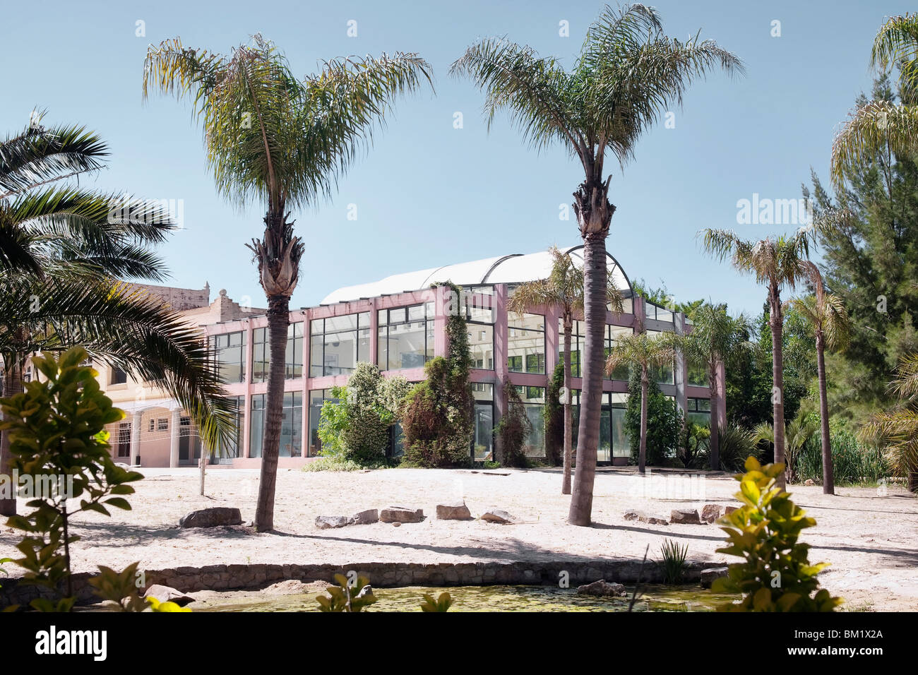 Le palme in una località turistica Foto Stock