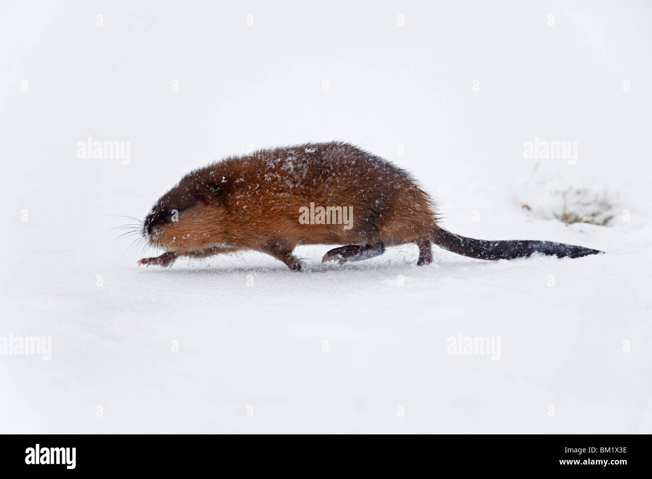 Topo muschiato (Ondatra zibethicus) in esecuzione nella neve in inverno Foto Stock