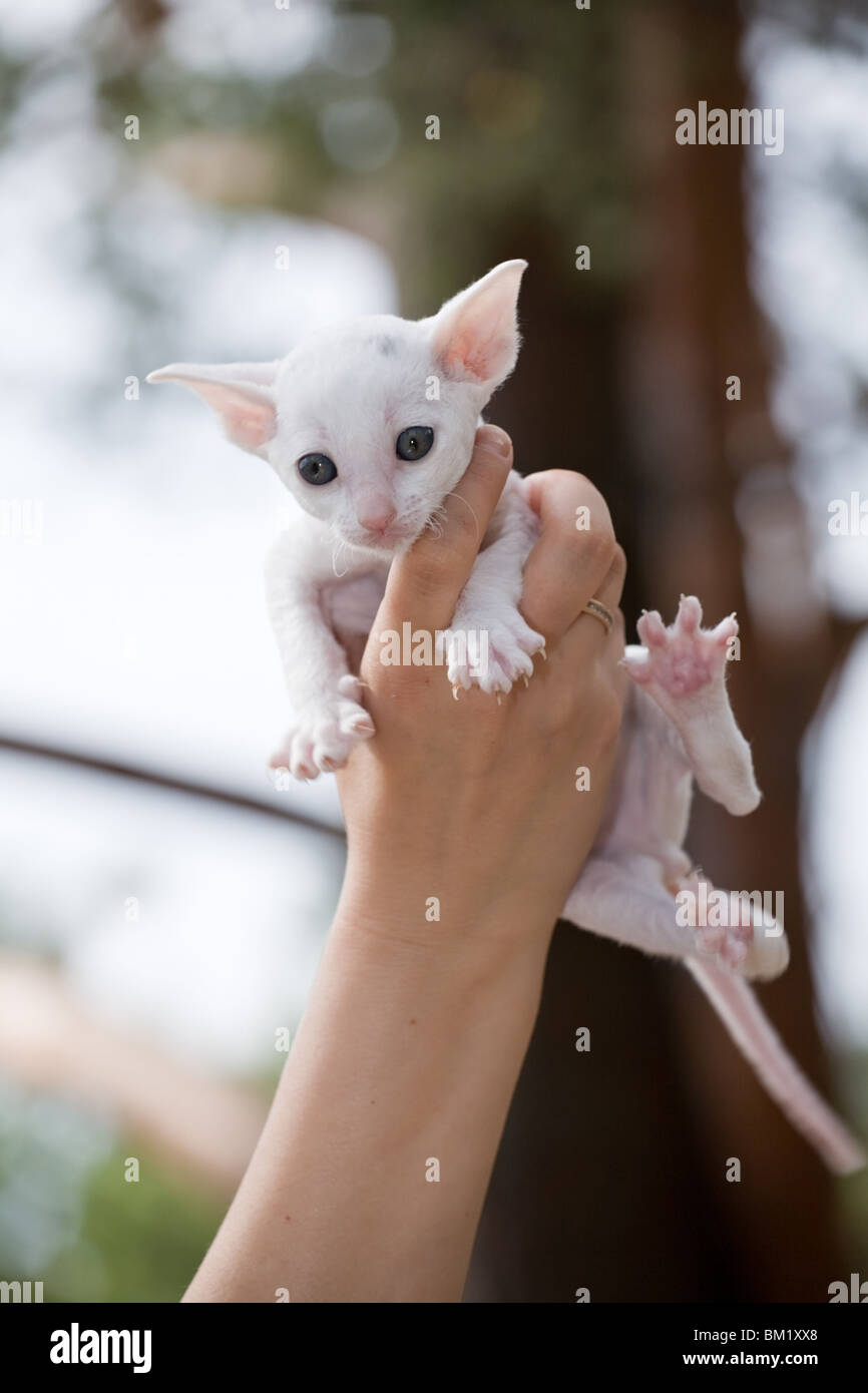 White Cornish Rex gattino in mano sul background della natura Foto Stock