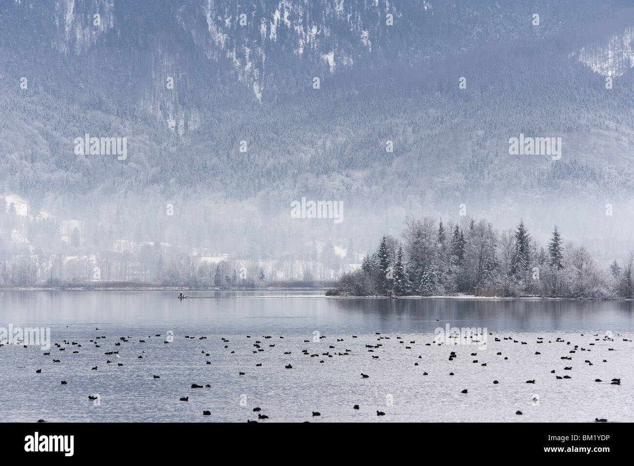 Il lago di Kochel in inverno con la nebbia e le folaghe Foto Stock