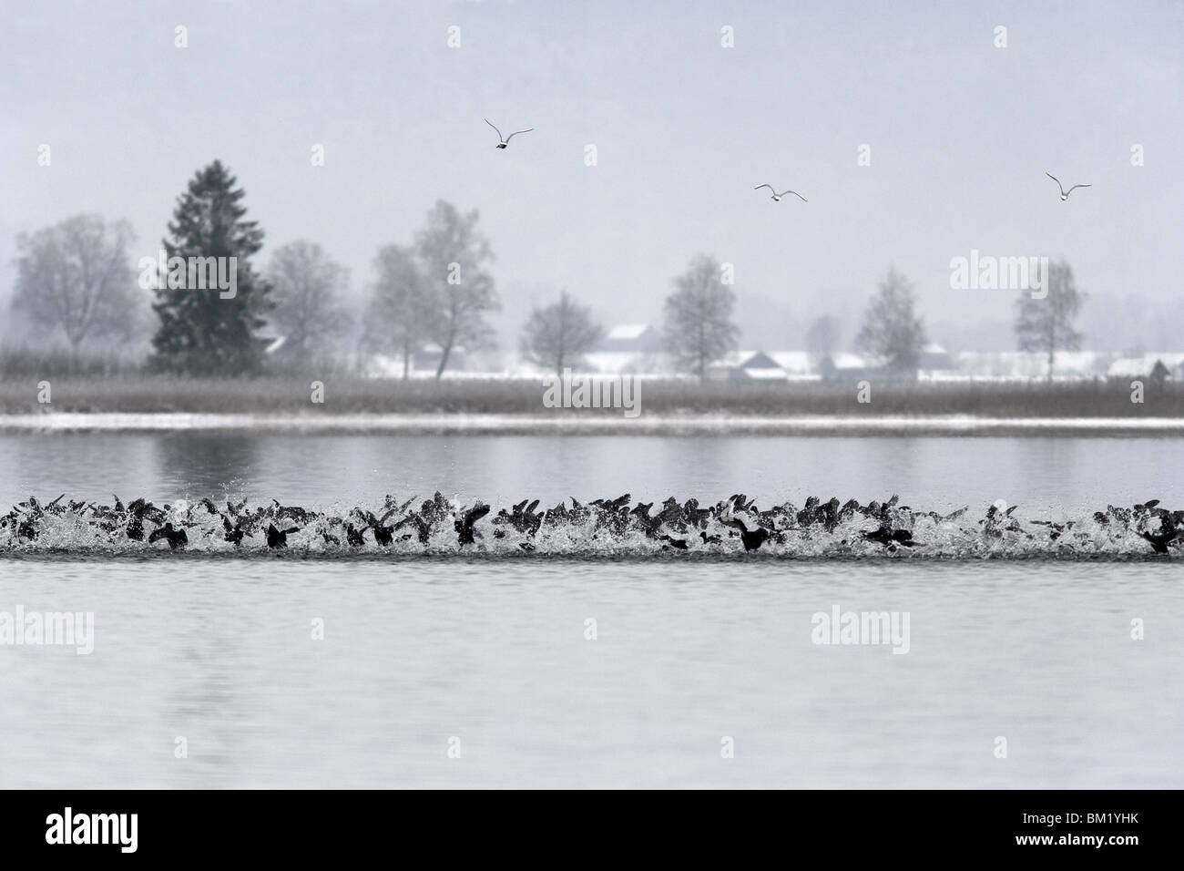 Il lago di Kochel in inverno con la nebbia e le folaghe Foto Stock