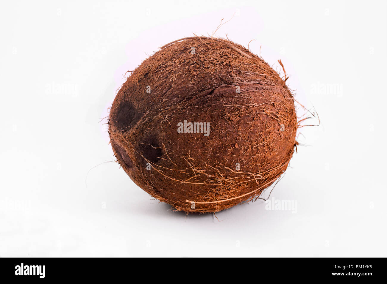 Noce di cocco singolo isolato su uno sfondo bianco Foto Stock