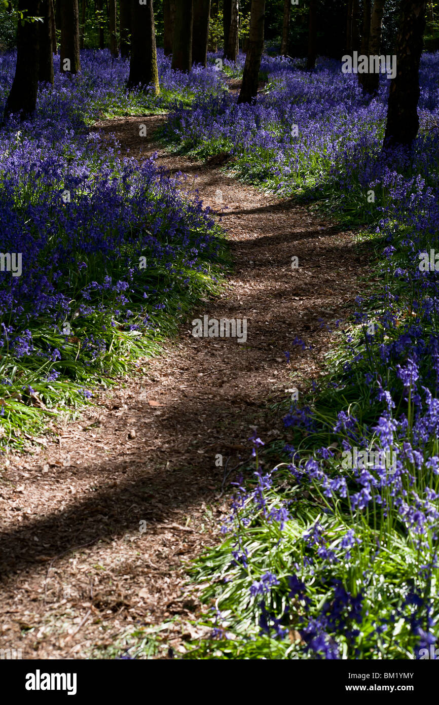 Percorso serpeggiante attraverso il bluebells nel bosco Foto Stock