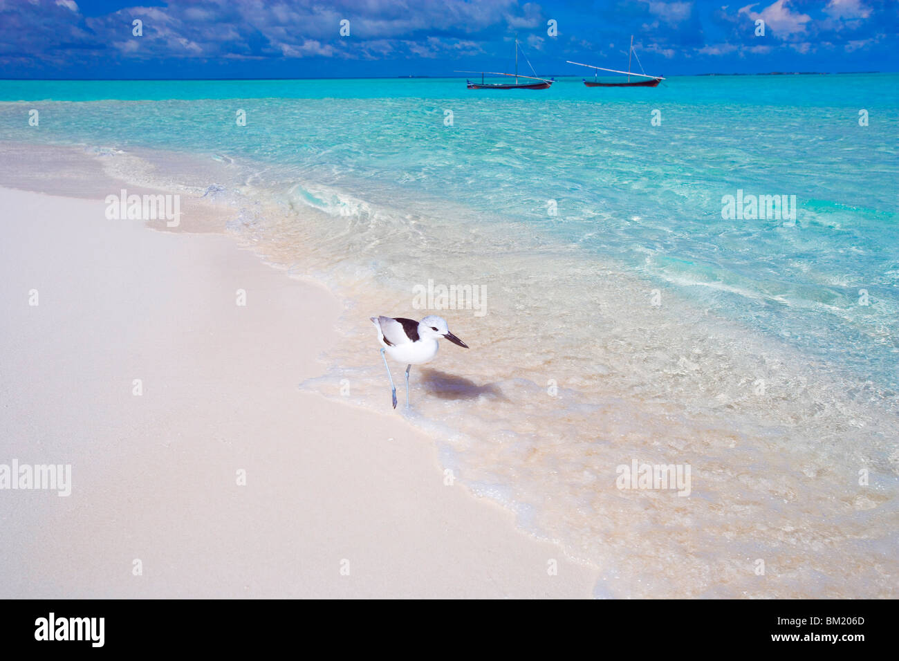Heron camminando lungo il bordo delle acque sulla spiaggia tropicale, Maldive, Oceano Indiano Foto Stock