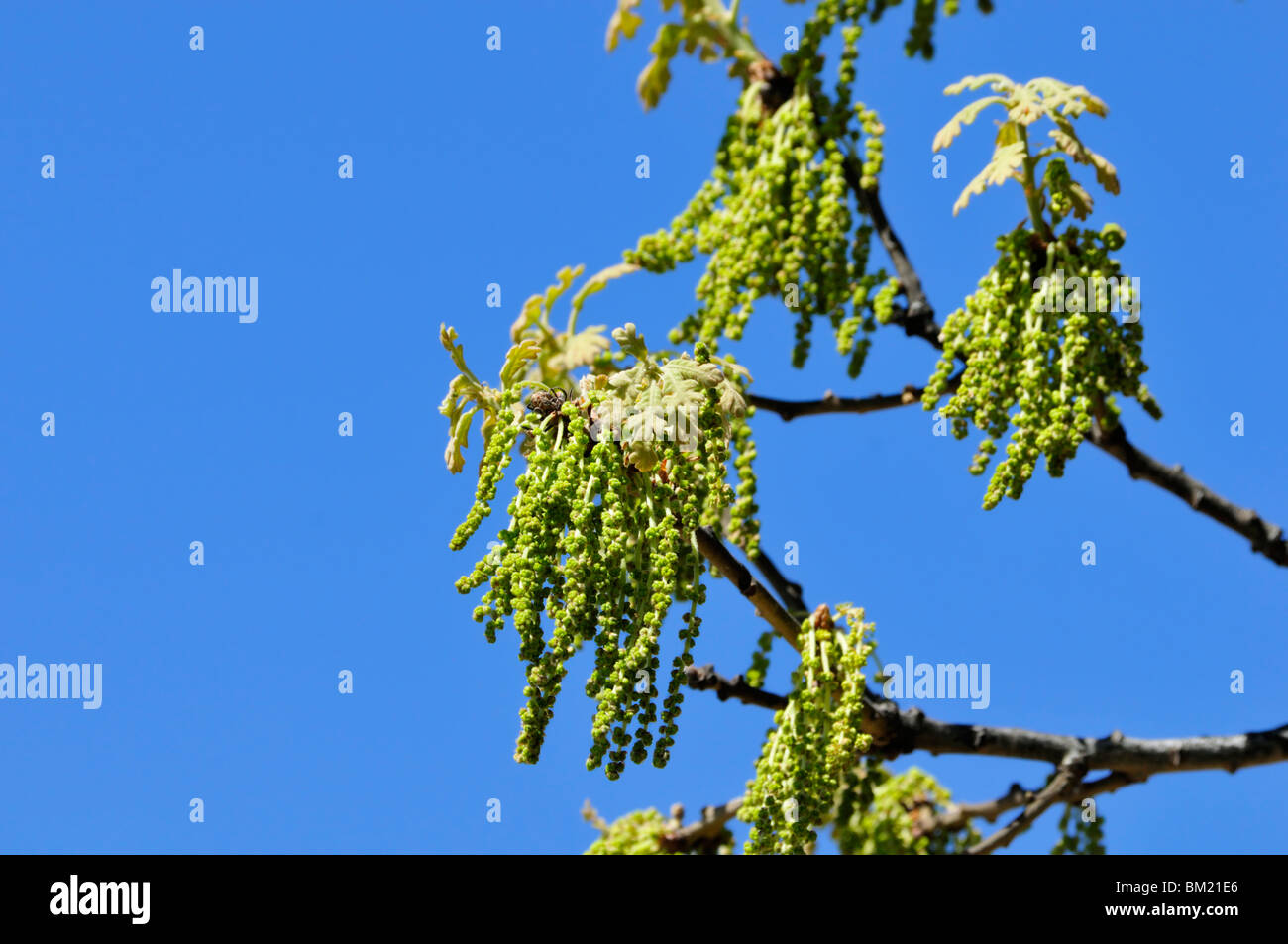Amenti da un Blackjack Oak, Quercus marilandica, contro un luminoso cielo blu in Oklahoma, Stati Uniti d'America. Foto Stock
