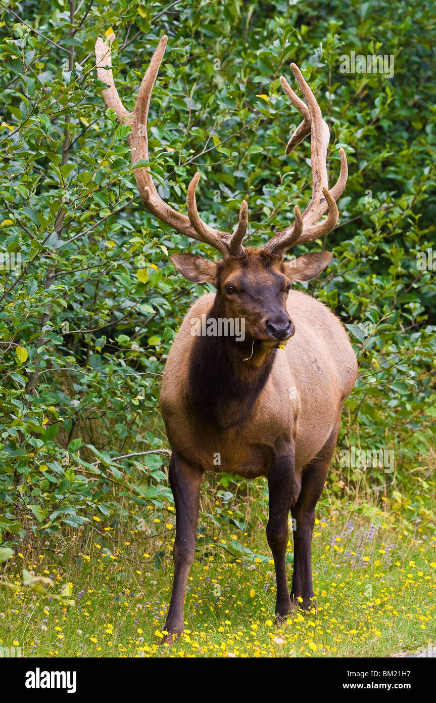 Roosevelt elk nel Parco Nazionale di Redwood in California, Stati Uniti d'America, America del Nord Foto Stock