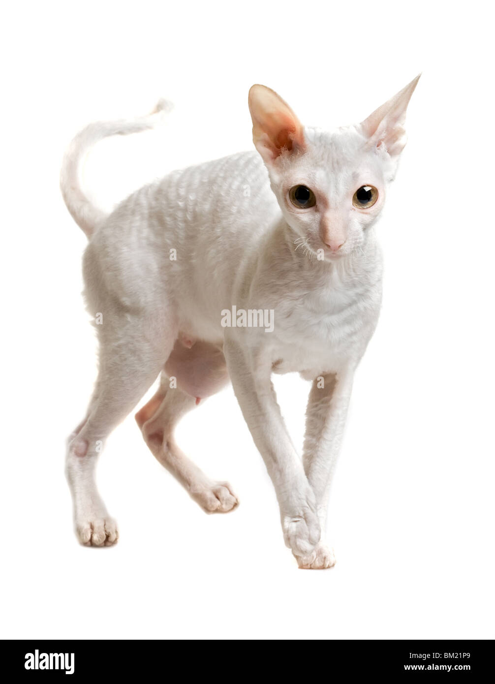 Gatto di Cornish Rex razza in piedi su quattro zampe isolato su bianco Foto Stock