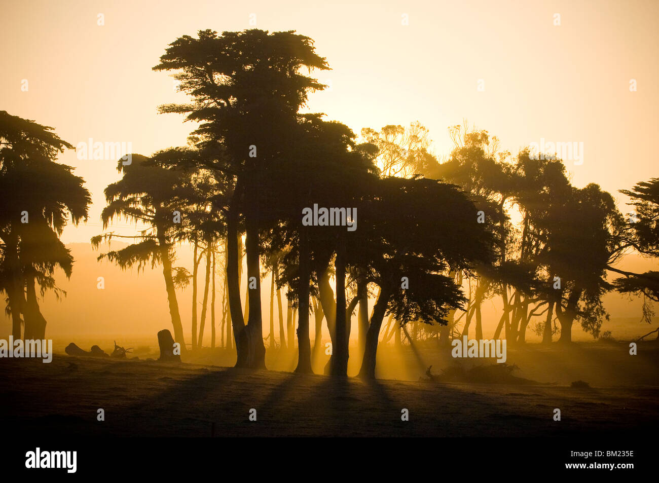 Silhouette di cipressi di sunrise, Cambria, CALIFORNIA, STATI UNITI D'AMERICA Foto Stock