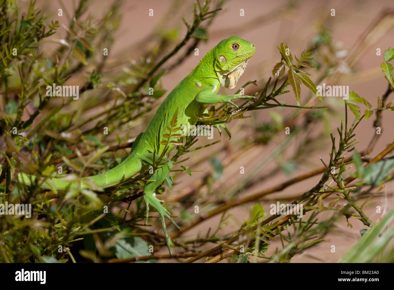 Verde (Iguana Iguana iguana), capretti su una piccola bussola presso il La Plaza Resort in Bonaire, Antille olandesi. Foto Stock