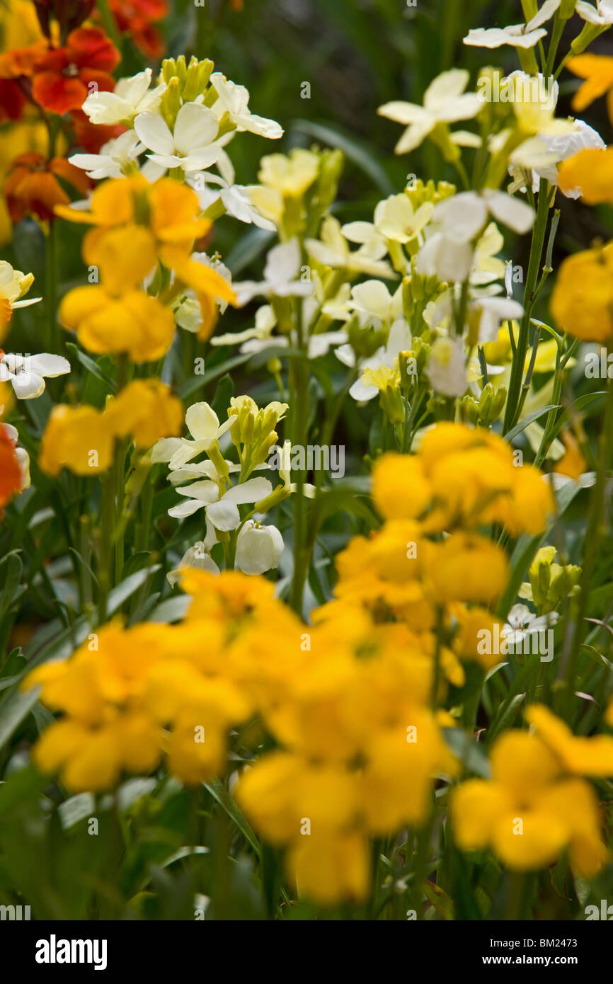 Wallflowers che fiorisce in primavera Foto Stock