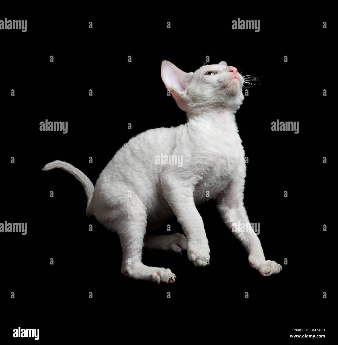 White giocoso Cornish Rex gattino isolato su nero Foto Stock