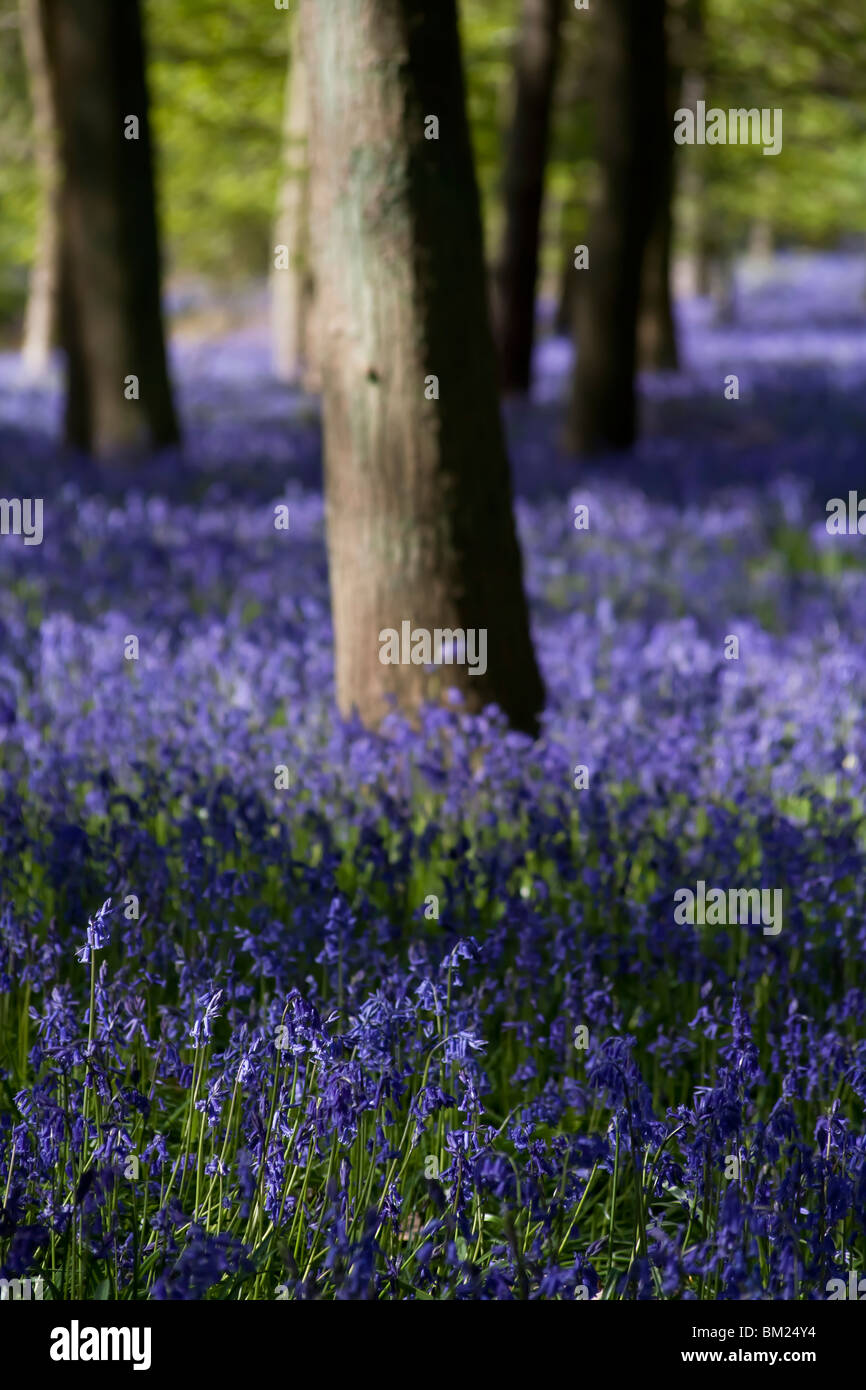 Tappeto di bluebells Foto Stock