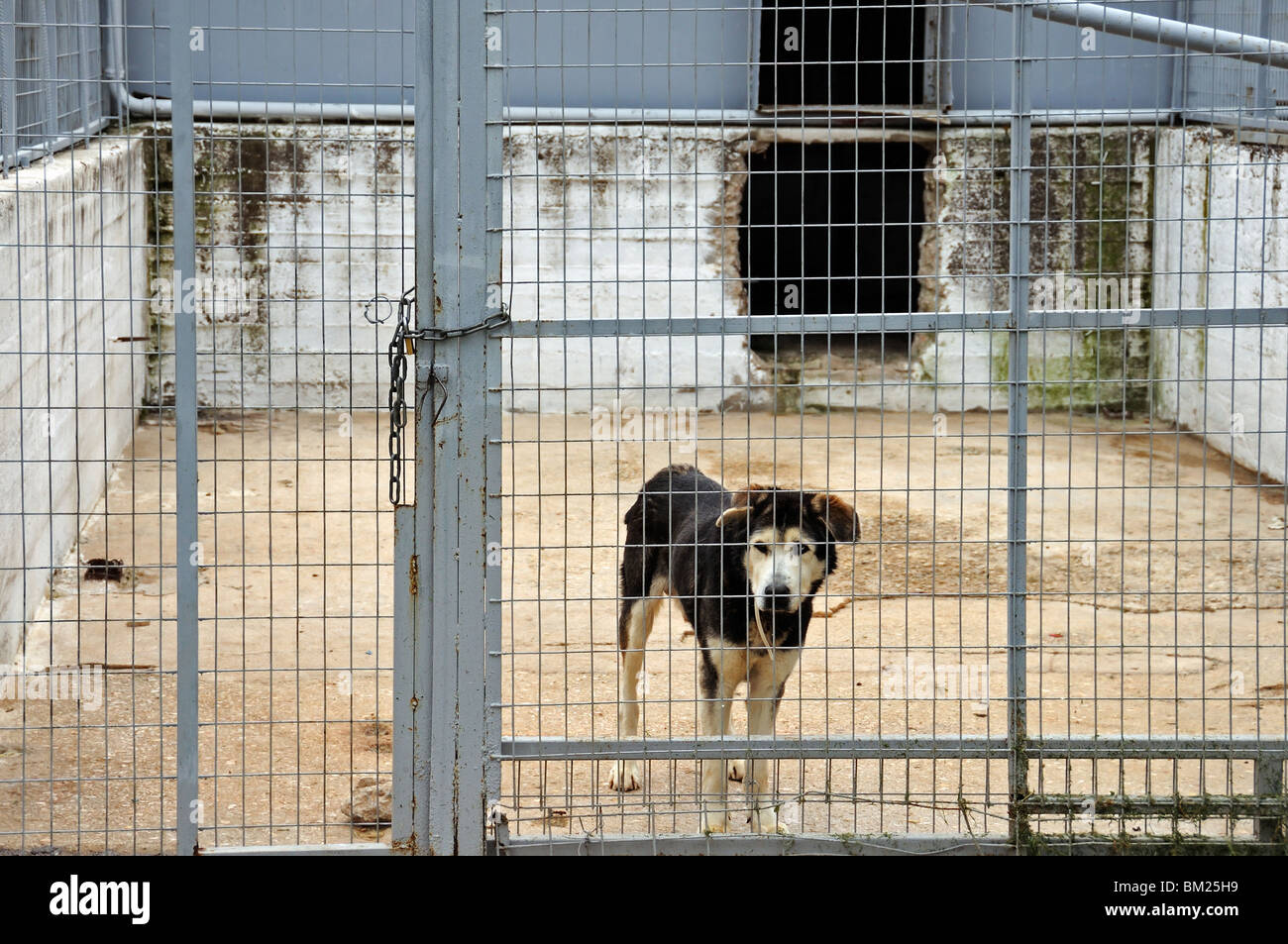 Cane in gabbia proteggendo l'ingresso di un magazzino abbandonato. Foto Stock