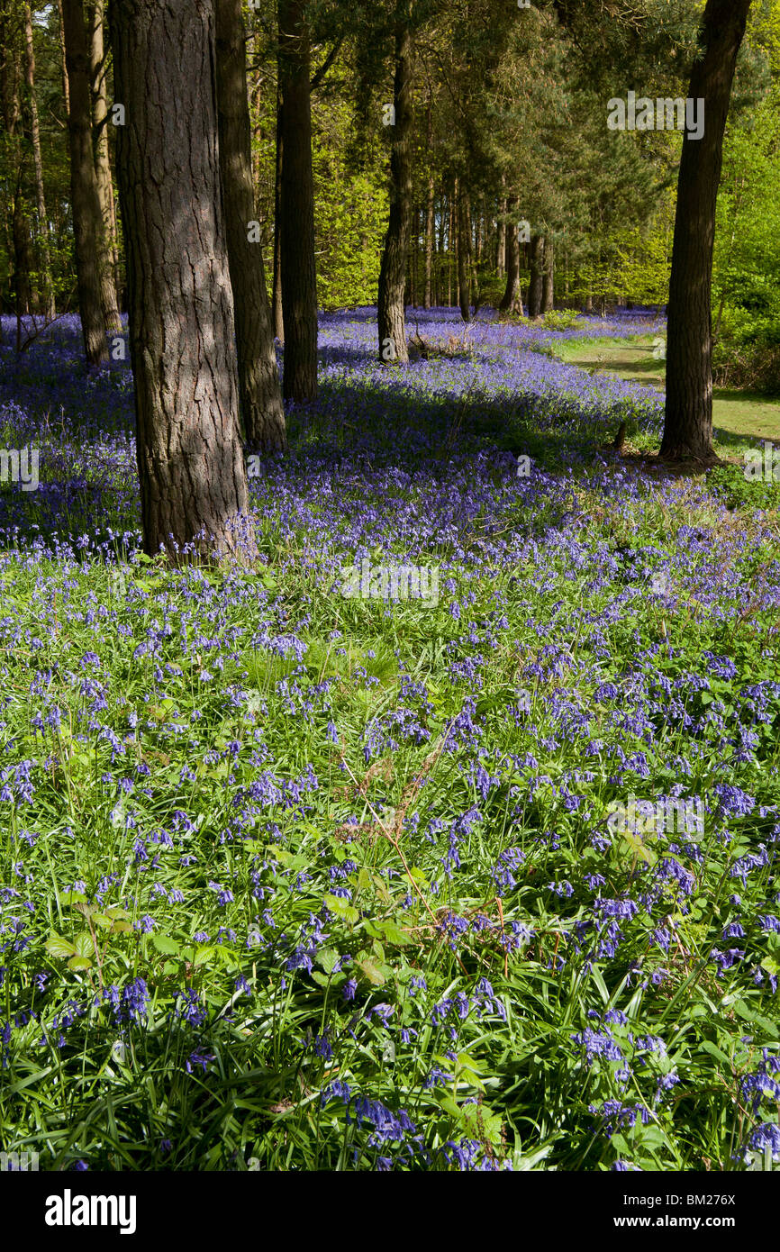 Tappeto di bluebells Foto Stock