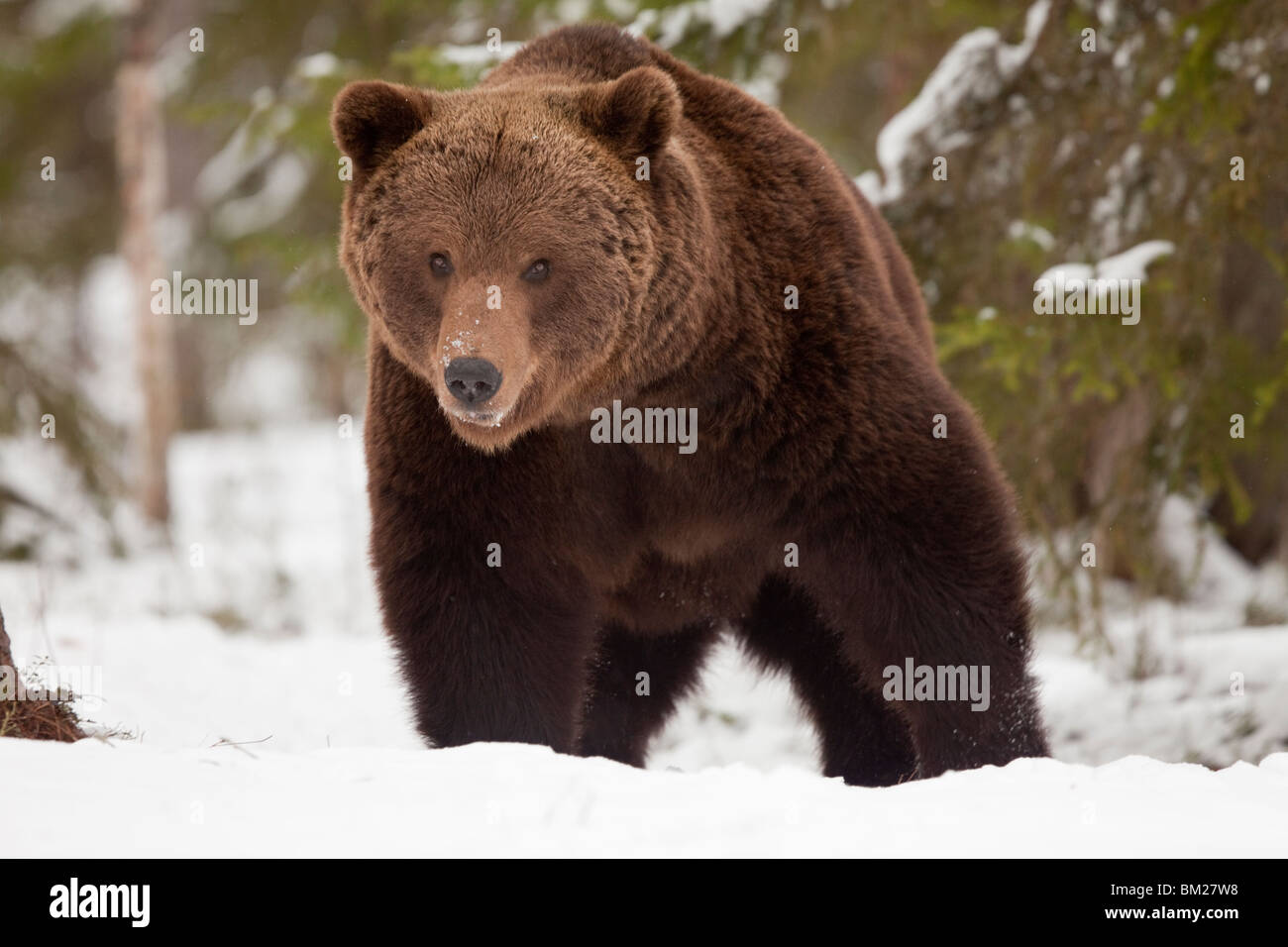 Eurasian orso bruno nella neve nella Taiga forest. Foto Stock
