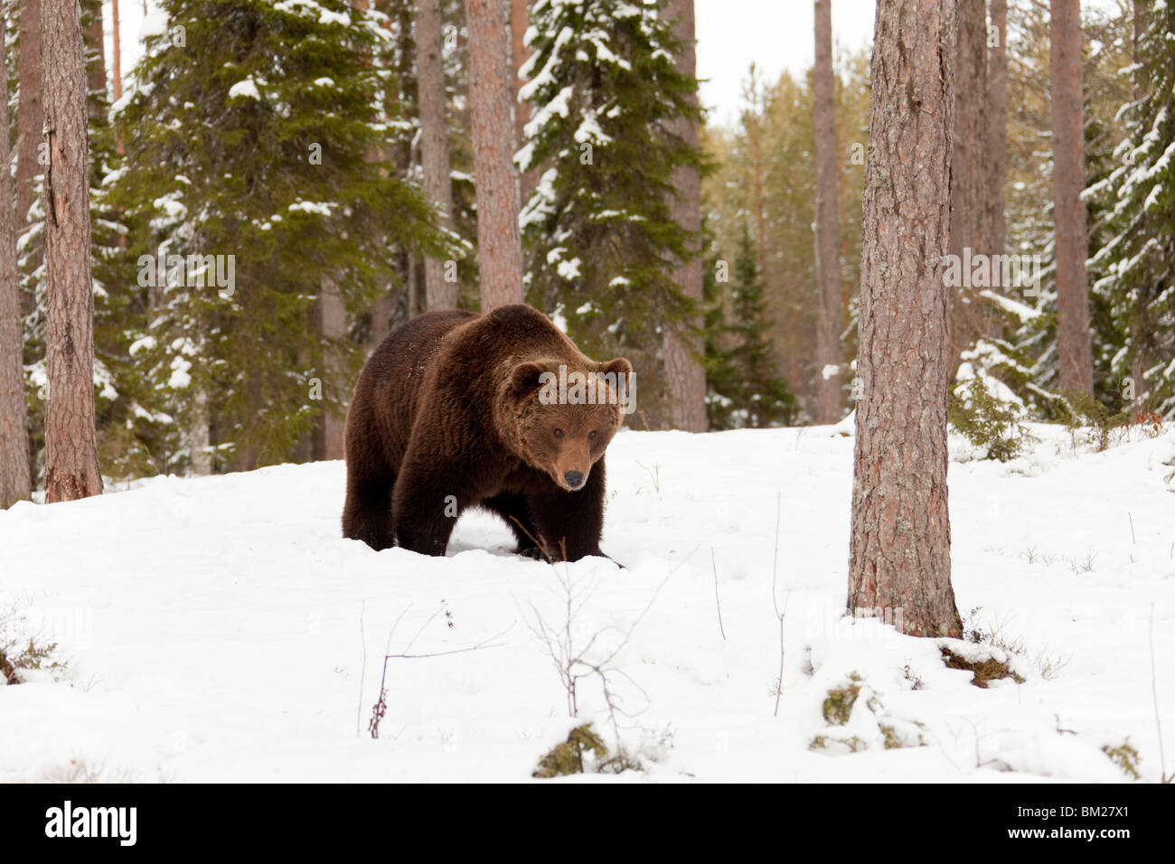 Eurasian orso bruno nella neve nella Taiga forest. Foto Stock